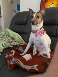 Lost Female Dog last seen ICU Bar and Grill, Neenah, WI 54956