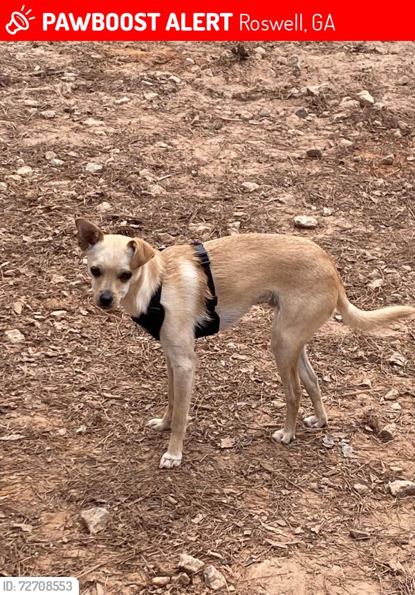 Lost Male Dog last seen King Road, Roswell, GA 30075