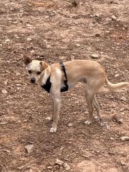 Lost Male Dog last seen King Road, Roswell, GA 30075