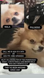 Lost Female Dog last seen 1412E 114th St Los Angeles CA 90059, Los Angeles, CA 90059