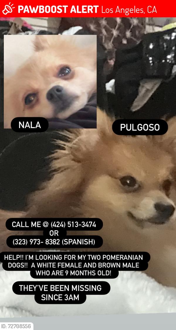 Lost Female Dog last seen 1412E 114th St Los Angeles CA 90059, Los Angeles, CA 90059