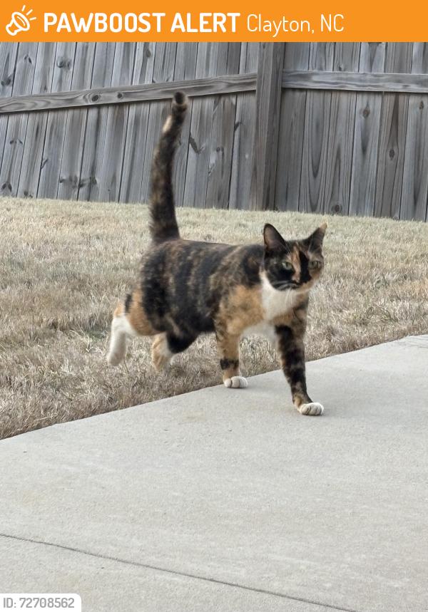 Found/Stray Female Cat last seen Sugarberry Lane, Clayton, NC 27527