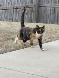 Found/Stray Female Cat last seen Sugarberry Lane, Clayton, NC 27527