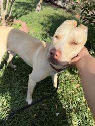 Found/Stray Male Dog last seen Southbank st, Houston, TX 77033