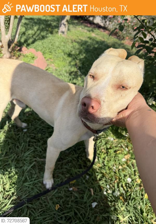 Found/Stray Male Dog last seen Southbank st, Houston, TX 77033