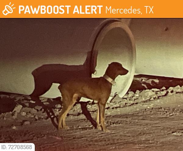 Found/Stray Male Dog last seen FM 1015 and E Mile 14 N (Mercedes TX), Mercedes, TX 78570