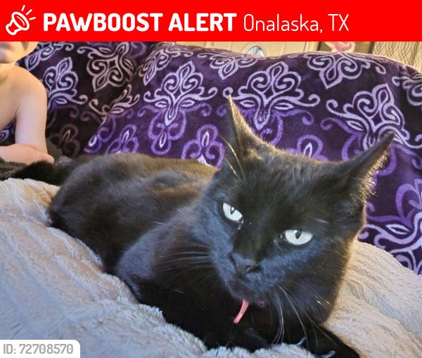 Lost Female Cat last seen Near and fm 3186, Onalaska, TX 77360