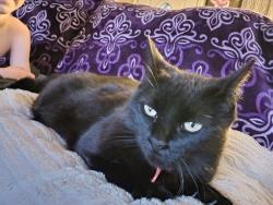 Lost Female Cat last seen Near and fm 3186, Onalaska, TX 77360