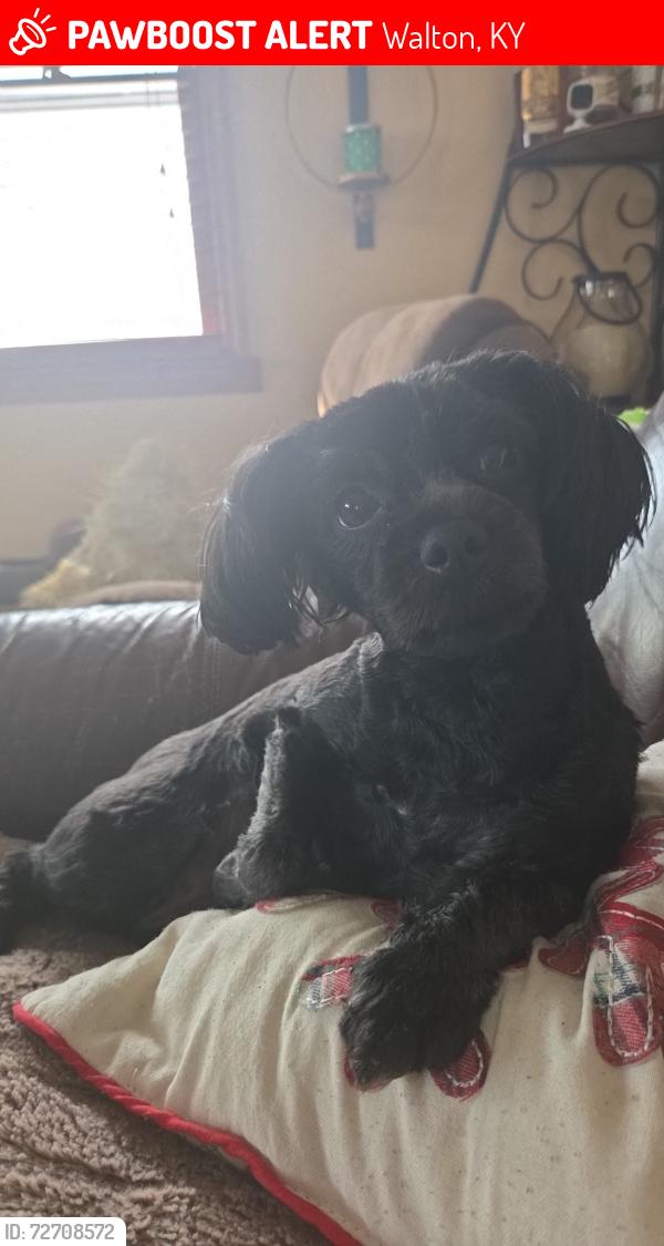 Lost Female Dog last seen Tonya Street, Walton, KY 41094