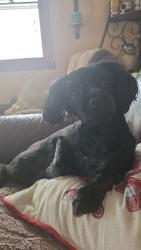 Lost Female Dog last seen Tonya Street, Walton, KY 41094