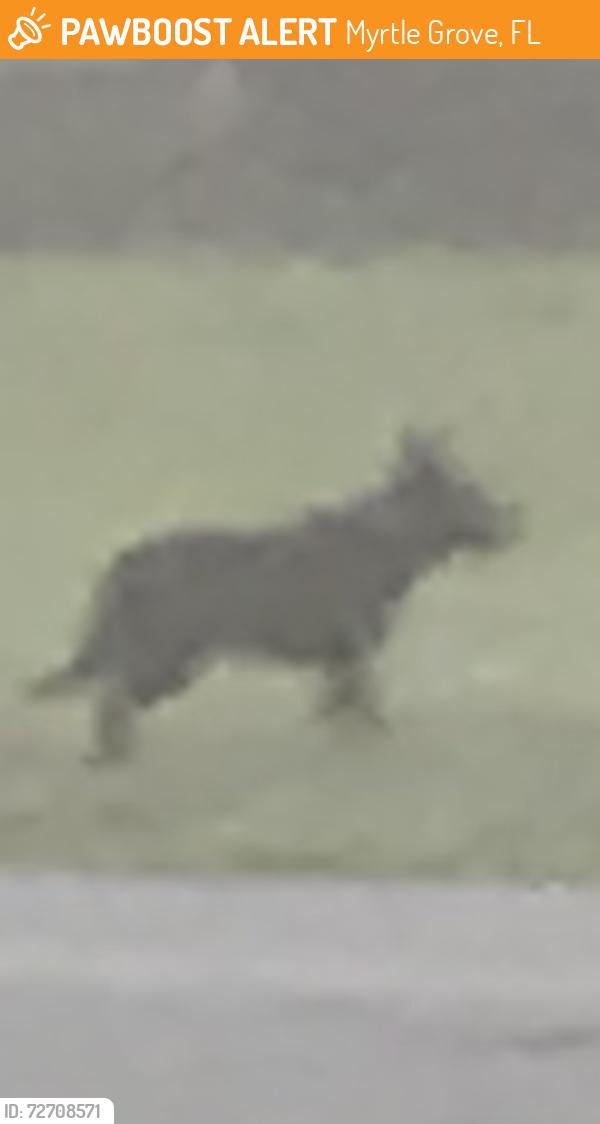 Found/Stray Unknown Dog last seen in Myrtle Grove on Apache. Sorry it's not a better picture. He or she has on a red collar. I can't tell if it's a male or female. , Myrtle Grove, FL 32511