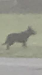 Found/Stray Unknown Dog last seen in Myrtle Grove on Apache. Sorry it's not a better picture. He or she has on a red collar. I can't tell if it's a male or female. , Myrtle Grove, FL 32511