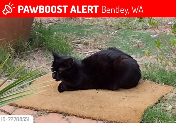 Lost Female Cat last seen Bentley veterinary hospital, Bentley, WA 6102
