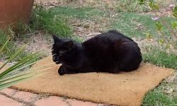 Lost Female Cat last seen Bentley veterinary hospital, Bentley, WA 6102