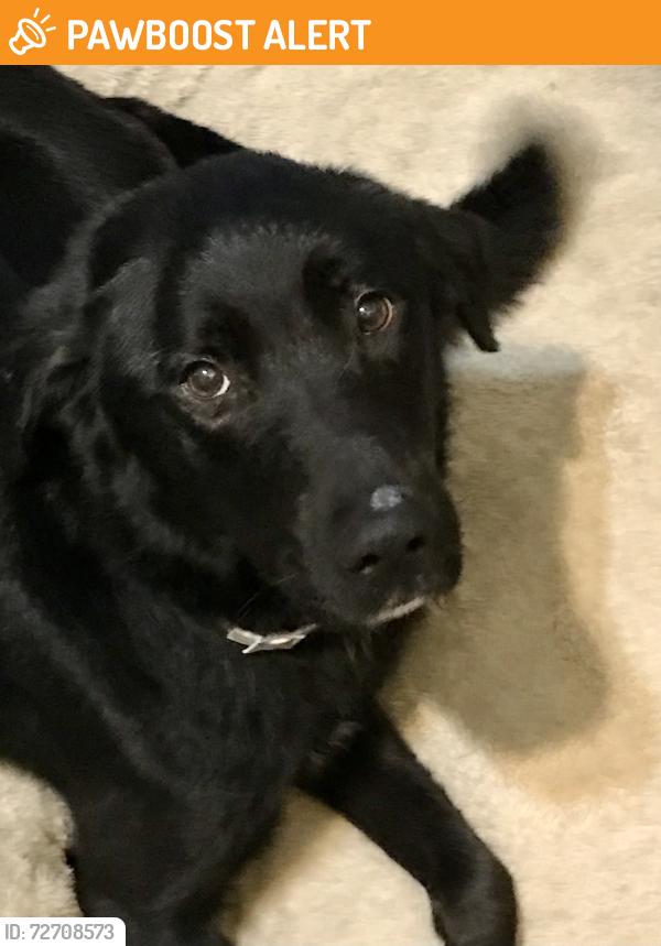 Found/Stray Female Dog last seen Bank rd near Rumpkee, Colerain Township, OH 45251