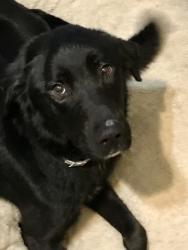 Found/Stray Female Dog last seen Bank rd near Rumpkee, Colerain Township, OH 45251