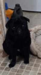 Lost Male Dog last seen Intersection of whitehead rd nd highway 40, Lunenburg County, VA 23947