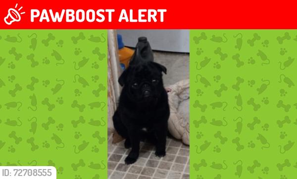 Lost Male Dog last seen Intersection of whitehead rd nd highway 40, Lunenburg County, VA 23947