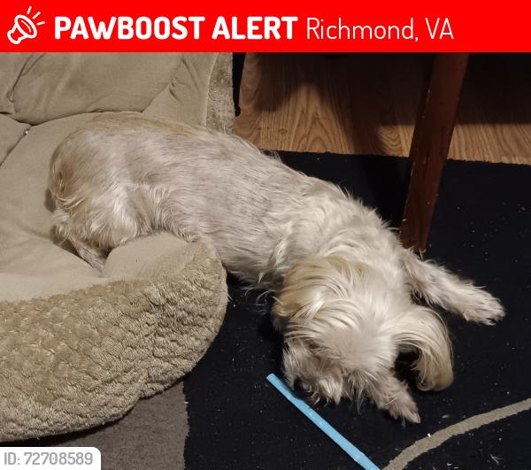 Lost Female Dog last seen Oakwood Cemetery, Richmond, VA 23223