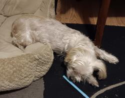 Lost Female Dog last seen Oakwood Cemetery, Richmond, VA 23223