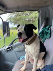 Lost Male Dog last seen W South 5th and Oak, Seneca, SC 29672