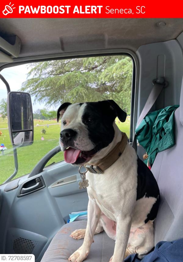 Lost Male Dog last seen W South 5th and Oak, Seneca, SC 29672