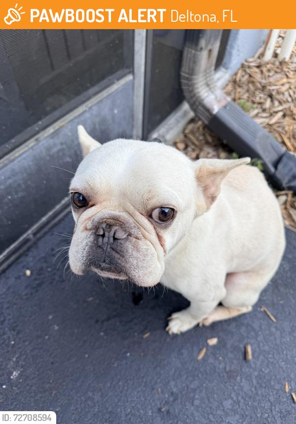 Found/Stray Male Dog last seen S. Old Mill and S. Cooper, Deltona, FL 32725