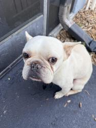 Found/Stray Male Dog last seen S. Old Mill and S. Cooper, Deltona, FL 32725