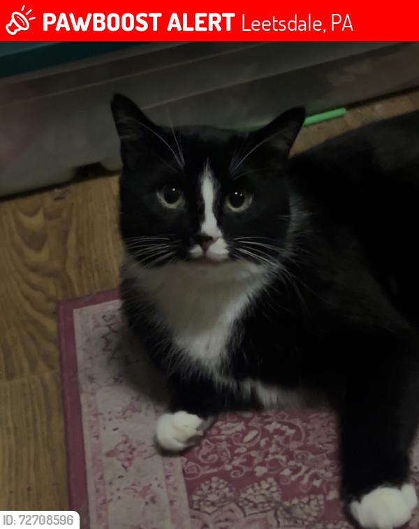 Lost Female Cat last seen Beaver street, Leetsdale, PA 15056