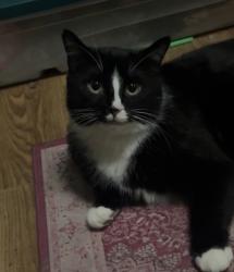 Lost Female Cat last seen Beaver street, Leetsdale, PA 15056