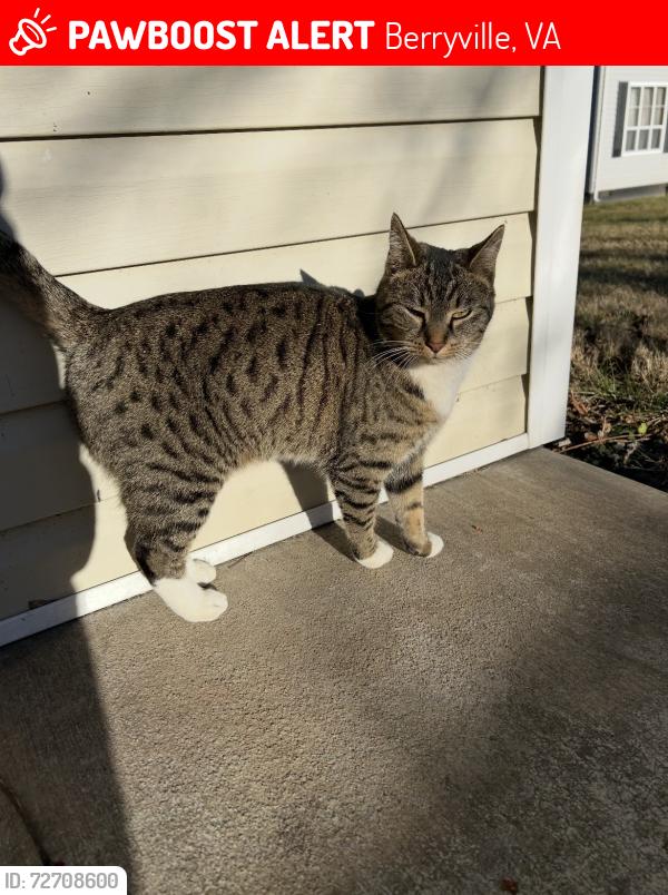 Lost Female Cat last seen Josephine Street and Jack Enders Blvd , Berryville, VA 22611