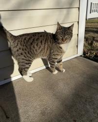 Lost Female Cat last seen Josephine Street and Jack Enders Blvd , Berryville, VA 22611