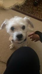 Lost Male Dog last seen Near S. Indiana , Chicago, IL 60619