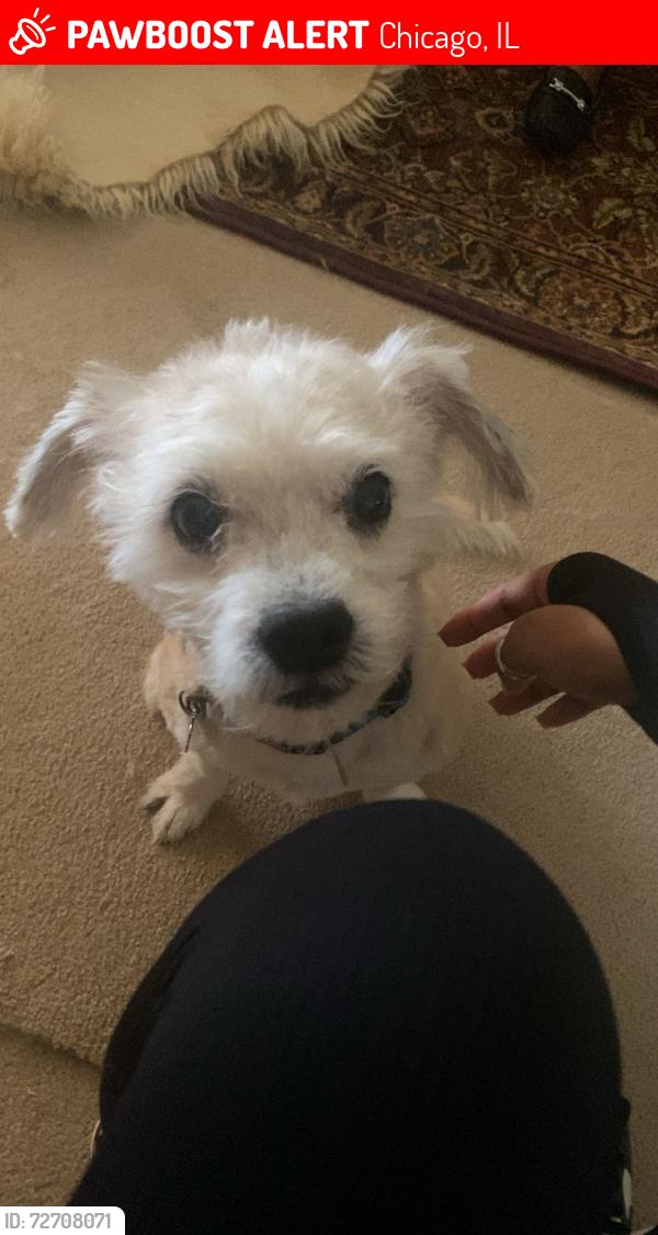Lost Male Dog last seen Near S. Indiana , Chicago, IL 60619