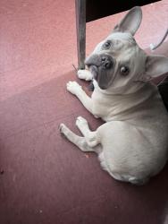 Lost Male Dog last seen Sunshine blvd. Ruth ave. , Lehigh Acres, FL 33971