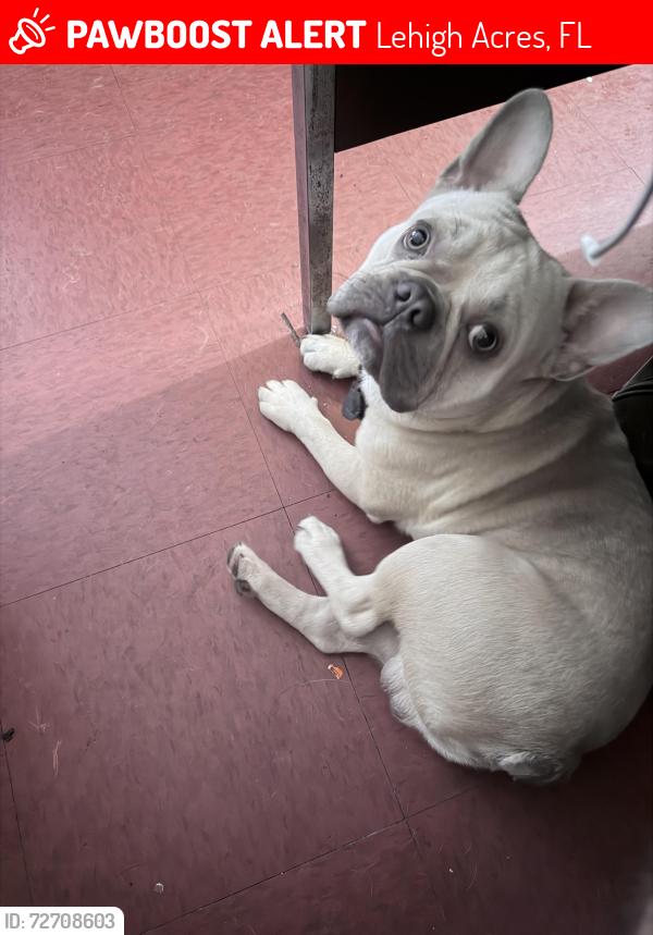 Lost Male Dog last seen Sunshine blvd. Ruth ave. , Lehigh Acres, FL 33971
