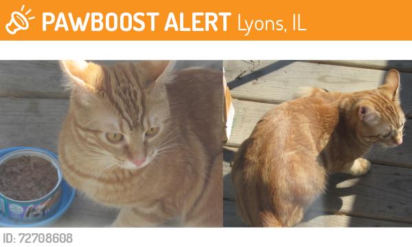 Found/Stray Unknown Cat last seen White Ave, Lyons, IL 60534