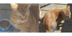 Found/Stray Unknown Cat last seen White Ave, Lyons, IL 60534