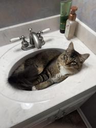 Found/Stray Male Cat last seen Near Hull & Genito in the neighborhood behind the Food Lion, Midlothian, VA 23112
