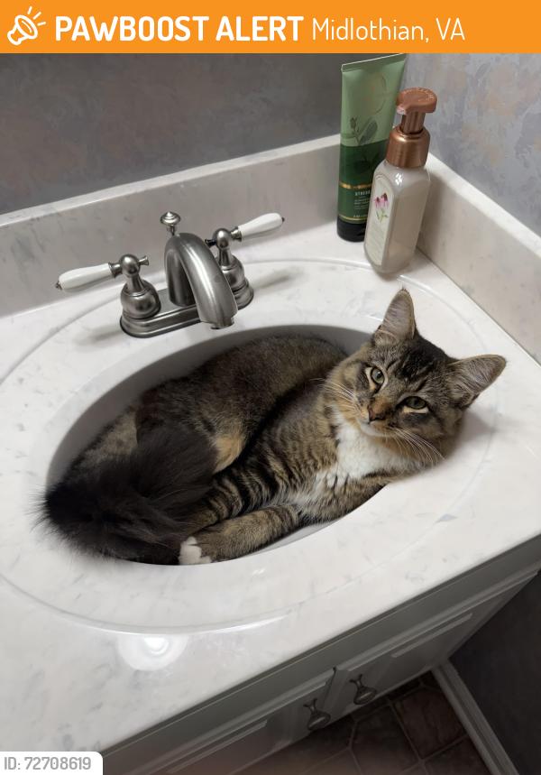 Found/Stray Male Cat last seen Near Hull & Genito in the neighborhood behind the Food Lion, Midlothian, VA 23112