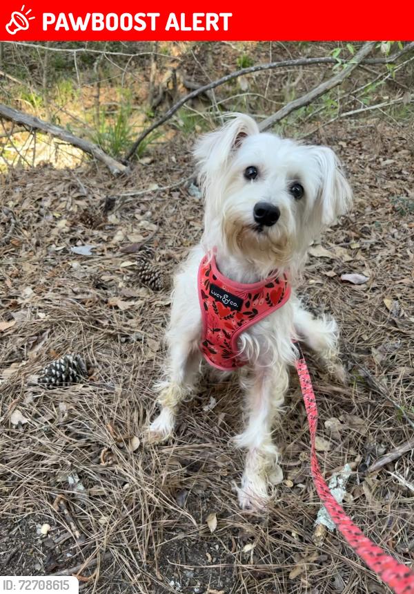 Lost Male Dog last seen Lake Windcrest and Sunrise, Montgomery County, TX 77354