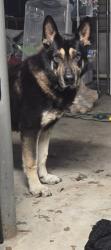 Found/Stray Male Dog last seen US 25 and Empire Drive, Florence, KY 41042