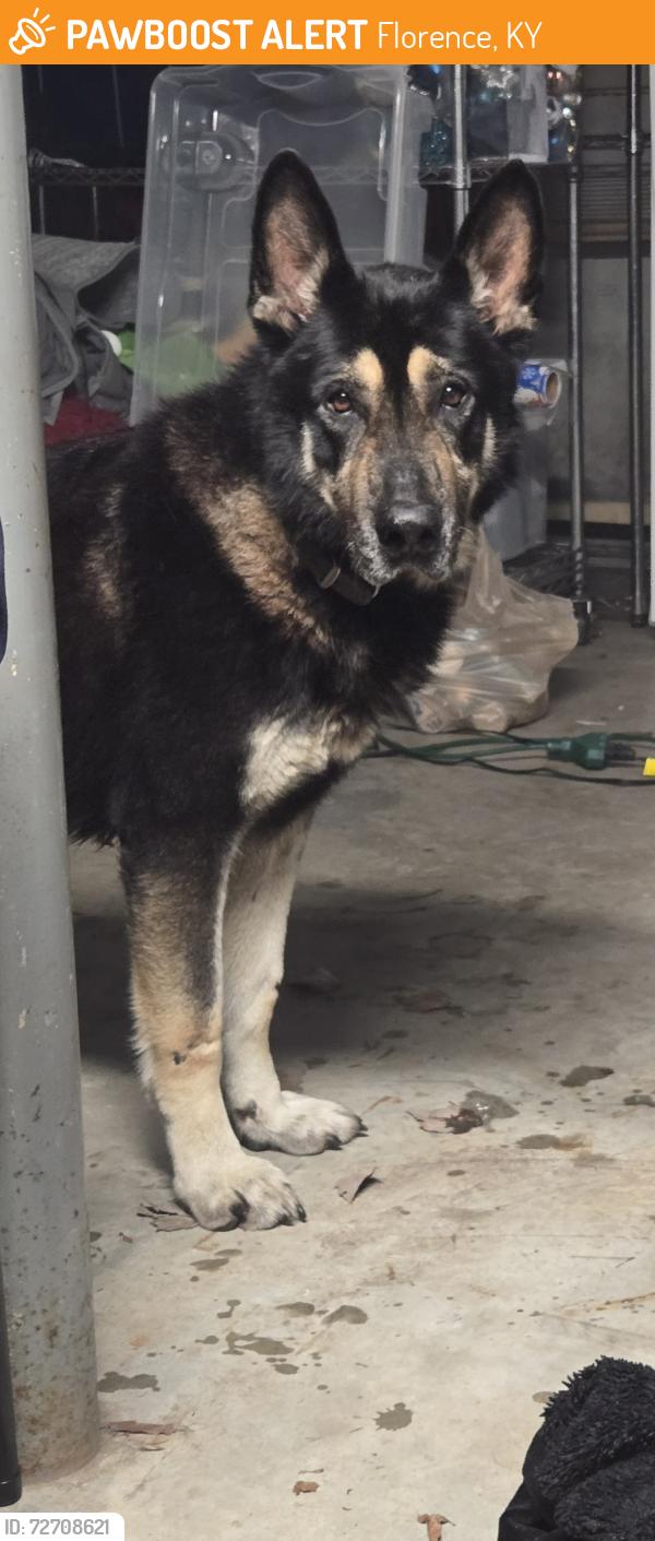 Found/Stray Male Dog last seen US 25 and Empire Drive, Florence, KY 41042