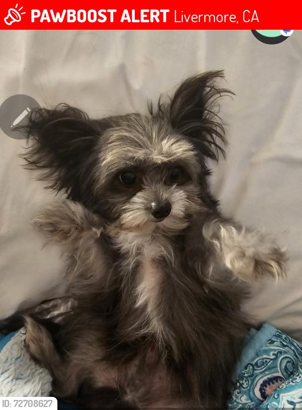Lost Male Dog last seen Vancouver, Livermore, CA 94550
