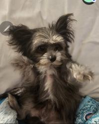 Lost Male Dog last seen Vancouver, Livermore, CA 94550