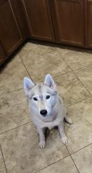 Lost Female Dog last seen Rings Road in rainbow Valley Road Farm Area, Buckeye, AZ 85326