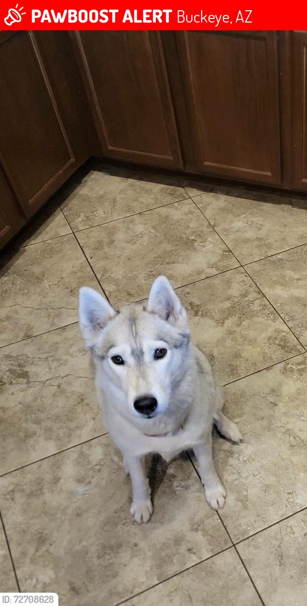 Lost Female Dog last seen Rings Road in rainbow Valley Road Farm Area, Buckeye, AZ 85326