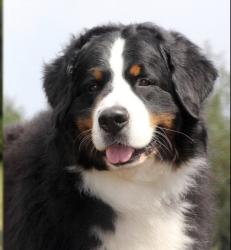 Found/Stray Unknown Dog last seen Interstate 40 W going toward exit 68, Amarillo, TX 79106