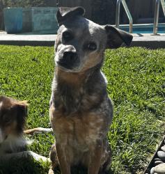 Lost Female Dog last seen Hillcrest and Leameadow, Dallas, TX 75248