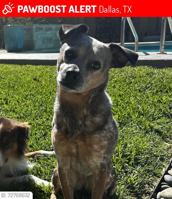 Lost Female Dog last seen Hillcrest and Leameadow, Dallas, TX 75248